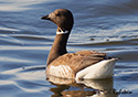 Branta bernicla